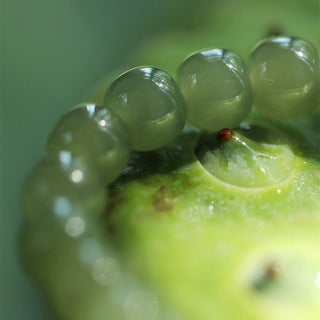 Buddha Gift Jade Lotus Abundance Adjustable Bracelet