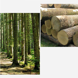 Buddha Gift Handcrafted FengShui Wealth Luck Frog Mini Wooden Croaking Frog Guiro Decoration