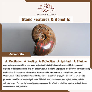Buddha Gift Natural Ammonite Fossil Snail Pattern Meditation Healing Necklace Pendant